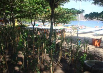 Projeto Verdes Notáveis: plantio de árvores em Niterói