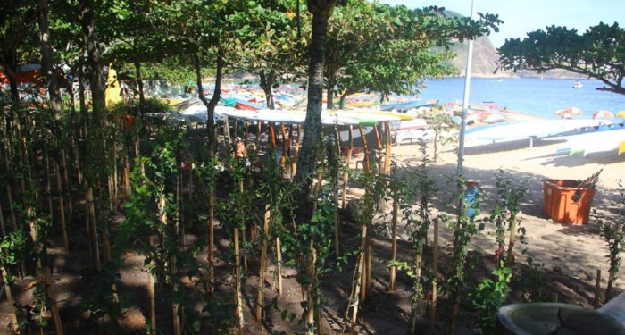 Projeto Verdes Notáveis: plantio de árvores em Niterói