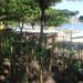 Projeto Verdes Notáveis: plantio de árvores em Niterói