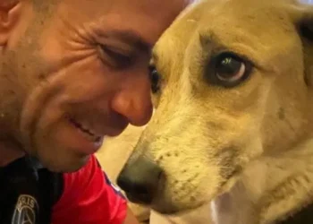 Pandora: Cadela perdida em voo da Gol é reencontrada pelo dono