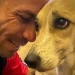 Pandora: Cadela perdida em voo da Gol é reencontrada pelo dono