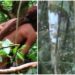 "Índio do Buraco": indígena que vivia isolado na Amazônia teve morte confirmada