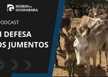 Morte de jumentos: entenda a matança desses animais para atender a China