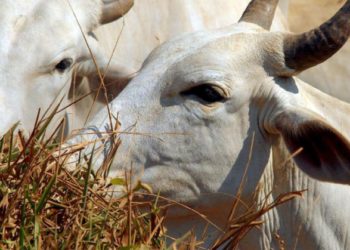 Doença da Vaca Louca: primeiro caso registrado no Brasil.
