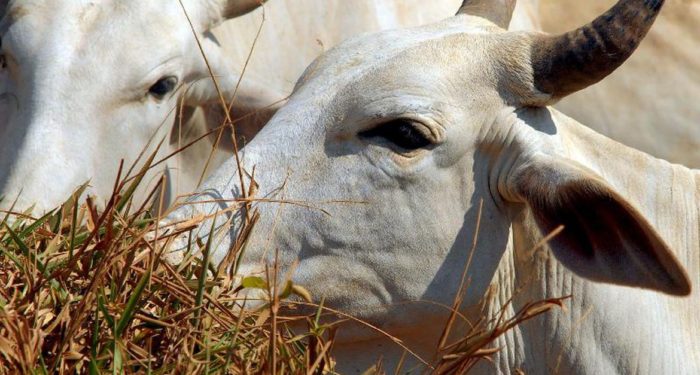 Doença da Vaca Louca: primeiro caso registrado no Brasil.