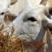 Doença da Vaca Louca: primeiro caso registrado no Brasil.
