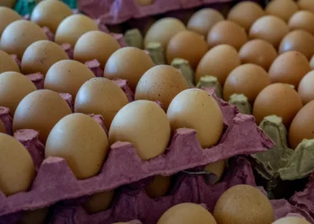 Mercado mundial de ovos: a crise que afeta mercado produtor e provoca escassez.