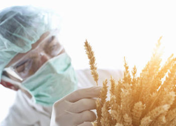 Trigo Geneticamente modificado: conheça a variedade que o Brasil vai produzir.