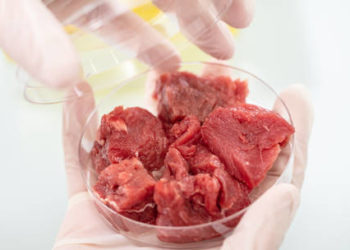 Produção de carne em laboratório: estratégia dos EUA para consumo em larga escala.