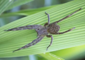 Aranha Armadeira: pomada desenvolvida a partir do veneno ajuda a combate disfunção erétil.