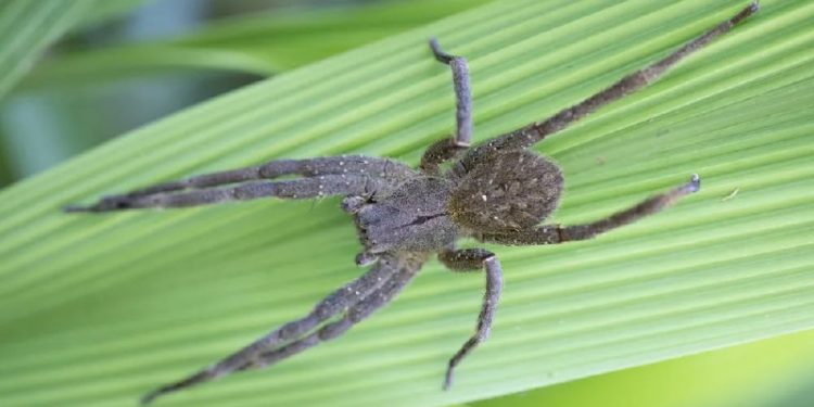 Aranha Armadeira: pomada desenvolvida a partir do veneno ajuda a combate disfunção erétil.