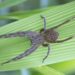 Aranha Armadeira: pomada desenvolvida a partir do veneno ajuda a combate disfunção erétil.