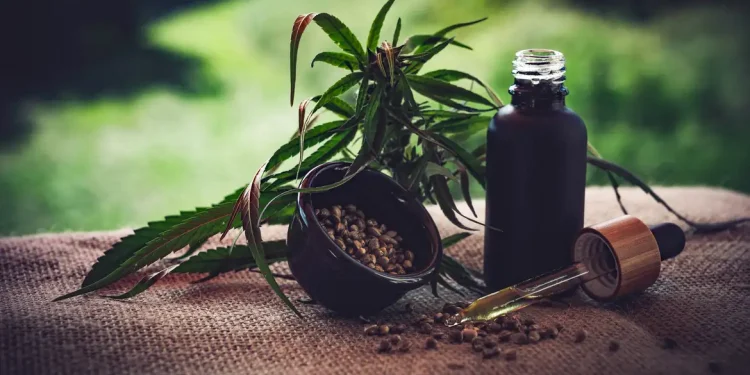 Remédio de Cannabis: a farmácia de manipulação de Ribeirão Preto (SP) autorizada a fabricar.