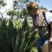 Dengue: recorde de mortes no Brasil em 2023.