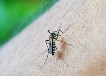 Dengue: Brasil ultrapassa marca de 400 mil casos prováveis da doença.