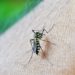 Dengue: Brasil ultrapassa marca de 400 mil casos prováveis da doença.