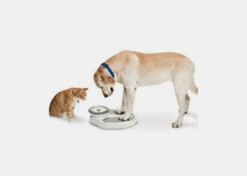 Obesidade dos animais no Brasil: especialistas alertam tutores.
