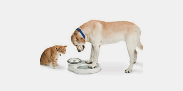 Obesidade dos animais no Brasil: especialistas alertam tutores.