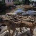Mais de 10,3 mil animais de estimação e silvestres já foram resgatados das enchentes no Rio Grande do Sul