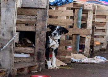 Rio Grande do Sul lança plano de ajuda a animais