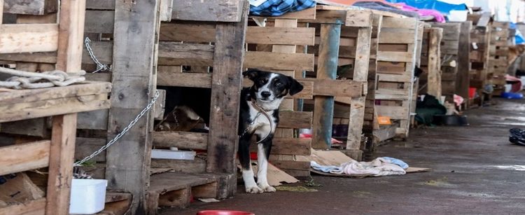 Rio Grande do Sul lança plano de ajuda a animais