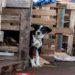 Rio Grande do Sul lança plano de ajuda a animais