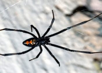 Novo antídoto que protege contra veneno aranha.