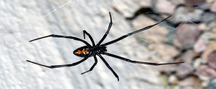 Novo antídoto que protege contra veneno aranha.