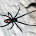 Novo antídoto que protege contra veneno aranha.