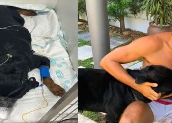 Cachorro de Cauã Reymond morre após ser envenenado
