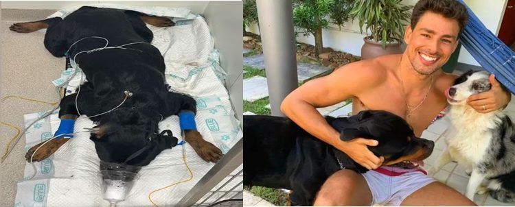 Cachorro de Cauã Reymond morre após ser envenenado