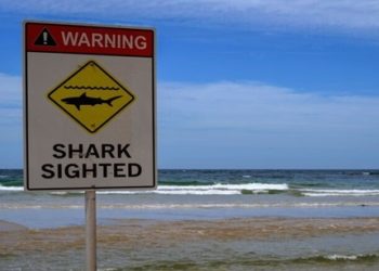 Tubarão de três metros arranca a perna de um surfista na Austrália
