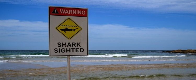 Tubarão de três metros arranca a perna de um surfista na Austrália