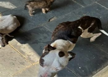 Casal é preso por maus-tratos de animais na zona oeste do Rio