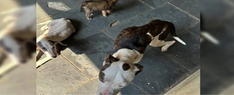 Casal é preso por maus-tratos de animais na zona oeste do Rio