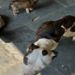 Casal é preso por maus-tratos de animais na zona oeste do Rio