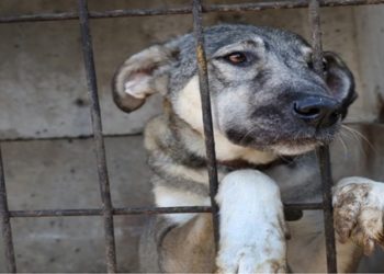 Zoólogo da National Geographic e da BBC é condenado por estuprar, torturar e matar cães