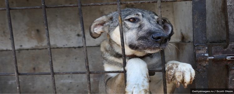 Zoólogo da National Geographic e da BBC é condenado por estuprar, torturar e matar cães