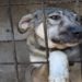 Zoólogo da National Geographic e da BBC é condenado por estuprar, torturar e matar cães