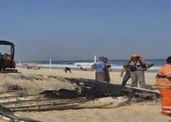 Filhote de baleia jubarte é achado morto em praia do Rio de Janeiro