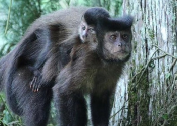 Após casal dopar macacos do Jardim Botânico, parque vai reforçar fiscalização