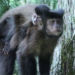 Após casal dopar macacos do Jardim Botânico, parque vai reforçar fiscalização