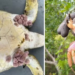 Desastre ambiental em Mariana continuando afetando animais nove anos depois