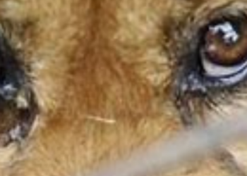 ‘Nas Garras da Lei’ resgata animais da casa de idoso preso por abusar de cadela no Flamengo