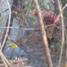 Incêndio destrói 10 mil hectares na Chapada dos Veadeiros