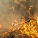 Polícia identifica 34 suspeitos de causas de incêndio florestal no Rio de Janeiro