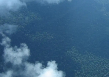 Petrobras e BNDES lançam programa de R$ 450 milhões para reflorestamento na Amazônia