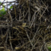 Mesmo com queda de 14% no desmatamento total da Mata Atlântica em 2024, a destruição de matas maduras recuou apenas 2%. SOS Mata Atlântica alerta para impactos na biodiversidade, clima e segurança hídrica.