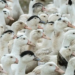 Vírus da gripe aviária H5N1 matou 38 aves no Zoológico de Sapucaia do Sul, no RS. Parque está fechado e governo reforça alerta para sinais da doença em aves.