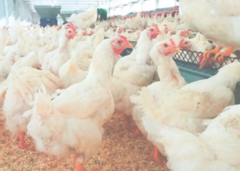 Caso de influenza aviária em matrizeiro comercial no Rio Grande do Sul acende alerta; China, UE e Argentina suspendem compras de frango brasileiro, e medida preventiva atinge incubatórios em três estados